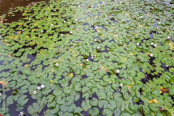 Fototapeta スイレン咲く八郎沼