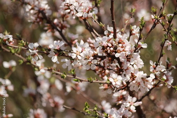 Fototapeta Веточка цветущей вишни