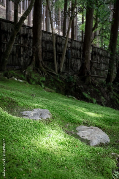 Fototapeta 苔のある日本庭園