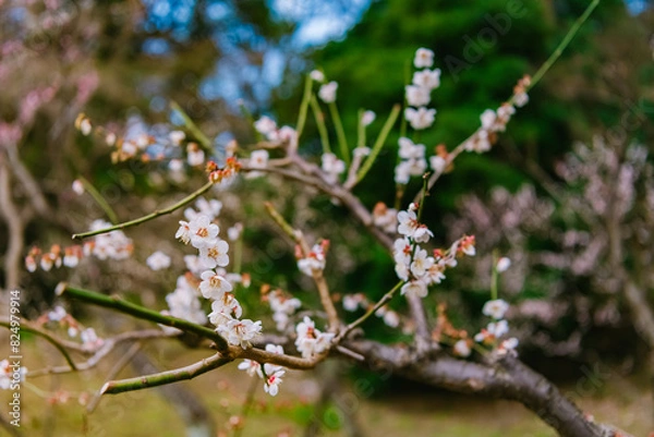 Fototapeta blooming tree
