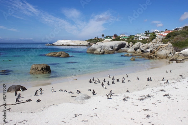 Obraz Famous Penguin Colony on Boulders Beach in South Africa