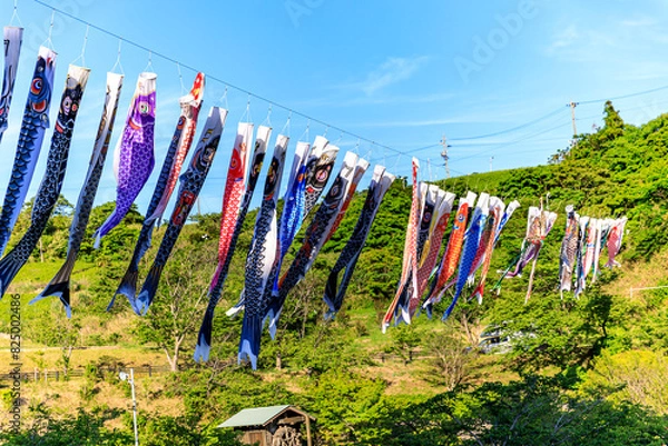 Fototapeta こいのぼり