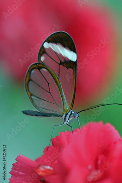 Fototapeta Schmetterling