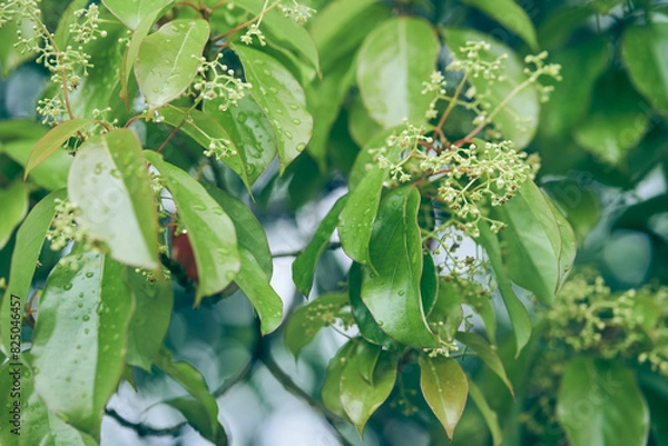 Fototapeta The bird cherry is gaining color.Close-up of a flowering tree with small white inflorescences.Cherry blossoms in spring. A spring concept with space to copy,a layout for your design.High quality photo