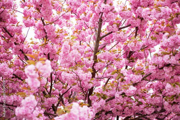 Fototapeta Prunus serrulata tree, blooming sakura branch
