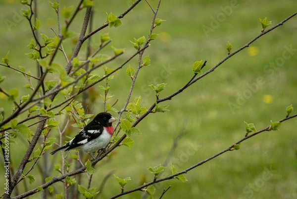 Obraz Rose breasted Grosbeak 