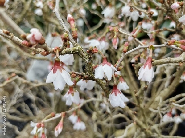 Obraz Prunus incisa 'Kojo-no-mai'