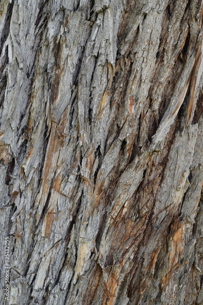 Fototapeta bark of a tree
