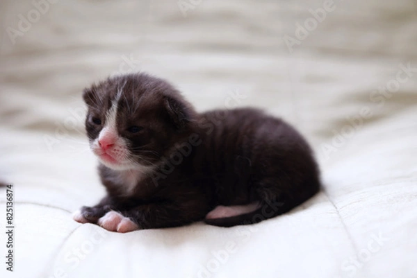 Fototapeta A charming baby kitten peacefully sleeping on a delicate light fabric background