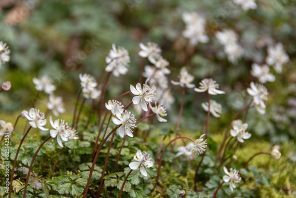 Fototapeta バイカオウレン