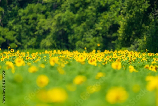 Obraz Sunflower field
