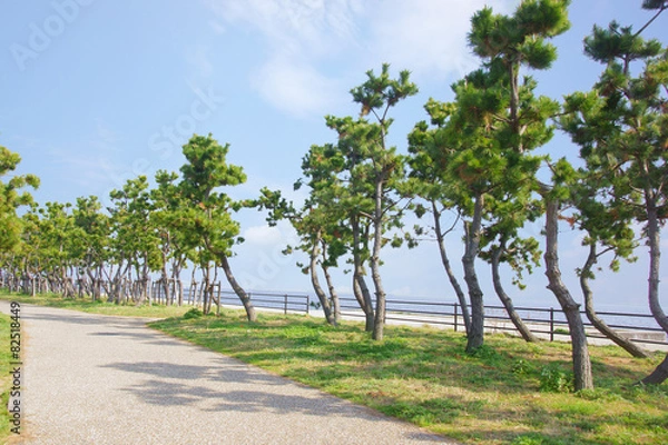 Obraz 浜辺の松並