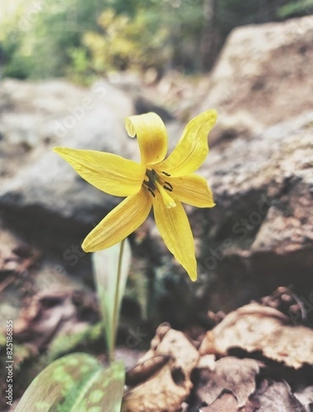 Obraz yellow flower in the wind