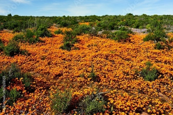 Fototapeta A patch of orange and purple Namaqualand daisies in flower season in the Northern Cape of South Africa