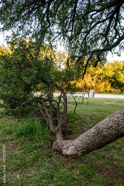 Obraz Unusual tree branch growing on ground