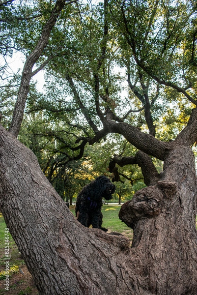 Obraz Dog in tree