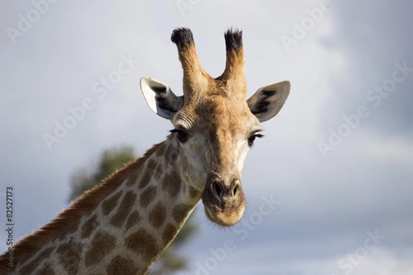 Obraz Giraffe in Botswana