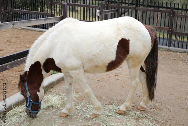 Obraz 浜松市動物園５