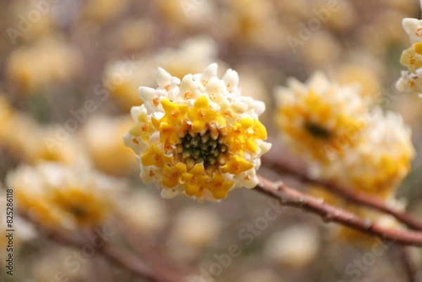 Obraz 浜松フラワーパークにて３