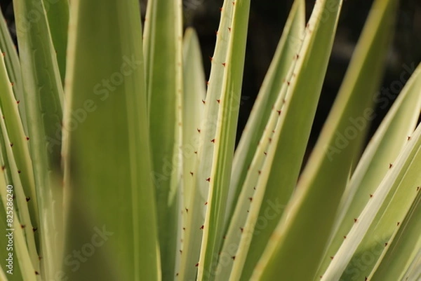 Obraz 浜松フラワーパーク３