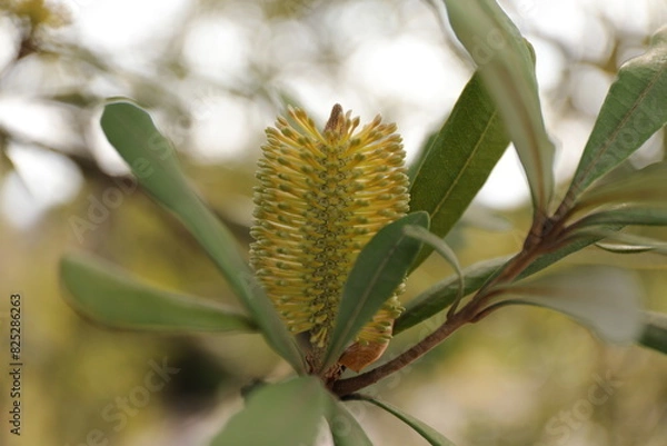 Obraz 浜松フラワーパーク２