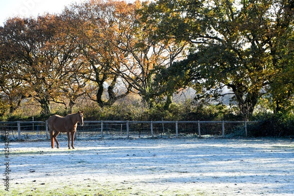 Fototapeta A lone bay mare horse stood in a frosty field on a crisp winters morning