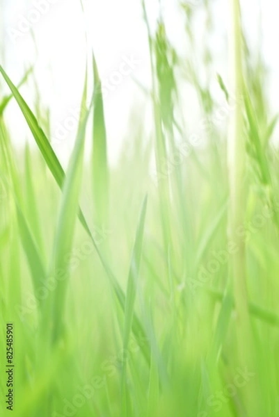 Obraz green grass background