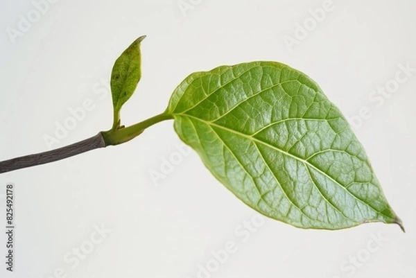 Fototapeta Single, vibrant green leaf is captured against a white background, highlighting its intricate texture and veins through soft backlit illumination that showcases the leaf's natural beauty