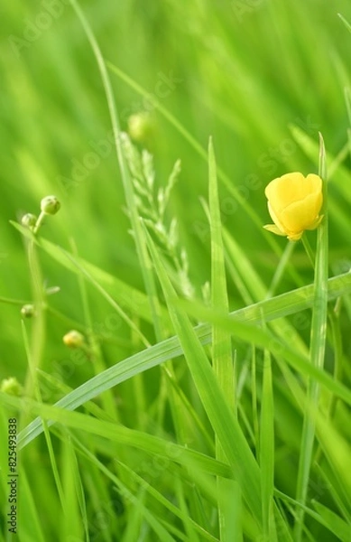 Obraz yellow flower on grass