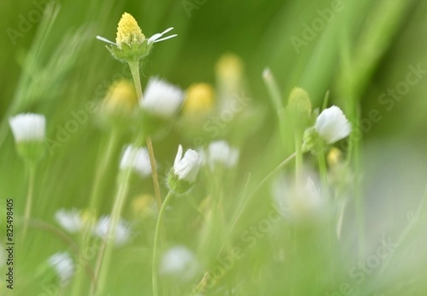 Obraz flowers in the grass