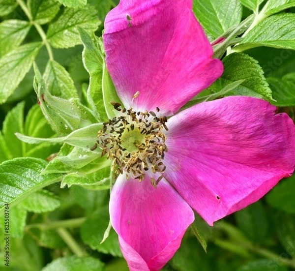 Obraz pink and yellow flower