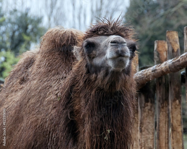 Obraz Cammello. Portrait