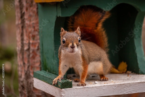 Obraz red squirrel on a feeder