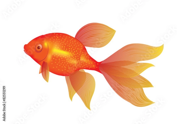 Obraz gold fish