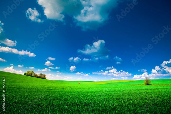 Fototapeta spring field