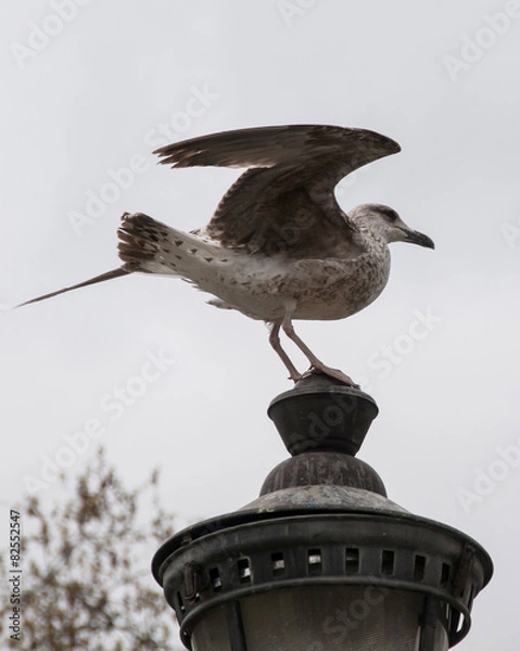 Obraz Planare dolcemente