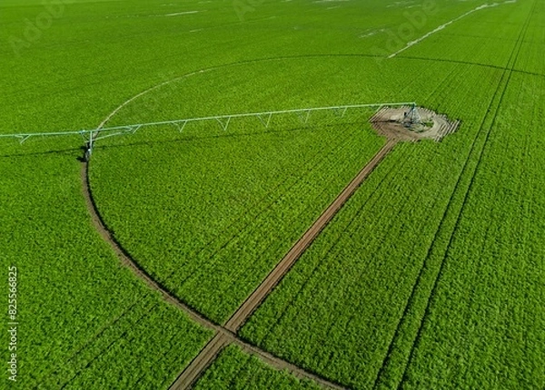 Obraz Soybean plantation, circular field with automated irrigation equipment.