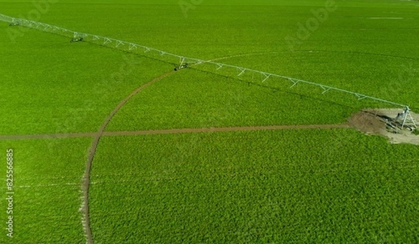Obraz Soybean plantation, circular field with automated irrigation equipment.