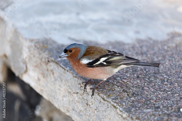 Fototapeta Chaffinch looking in camera