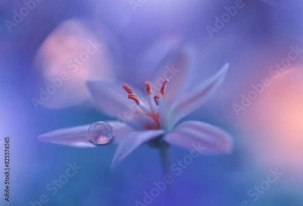 Obraz Beautiful Macro Photo.Colorful Flowers.Border Art Design.Magic Light.Close up Photography.Conceptual Abstract Image.Blue Background.Fantasy Floral Art.Creative Wallpaper.Beautiful Nature.Water Drop.