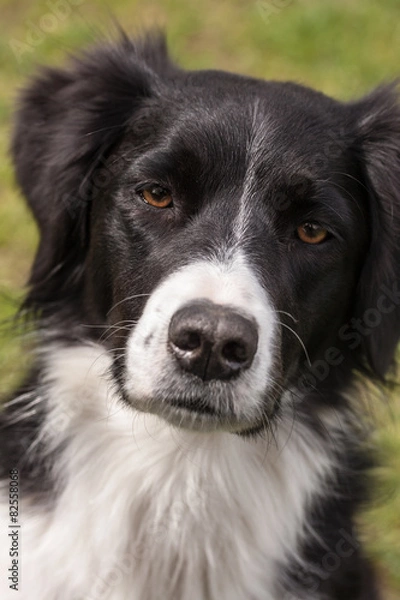 Fototapeta Hundeblick