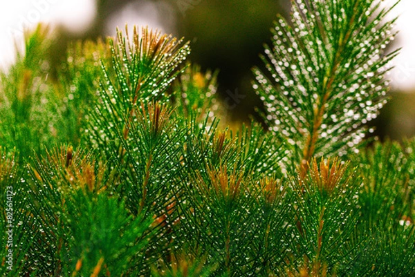 Obraz needle leaf with dew