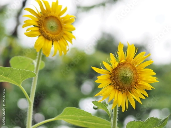 Obraz sunflower in the field