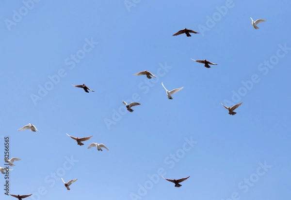 Obraz flock of pigeons on blue sky