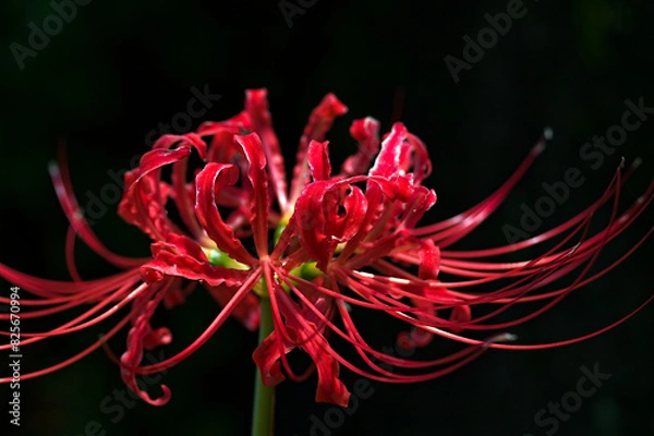 Obraz red spider lily