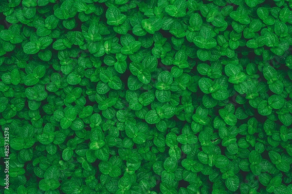 Fototapeta Tropical leaves texture,Abstract nature leaf green texture background.vintage dark tone,picture can used wallpaper desktop.	