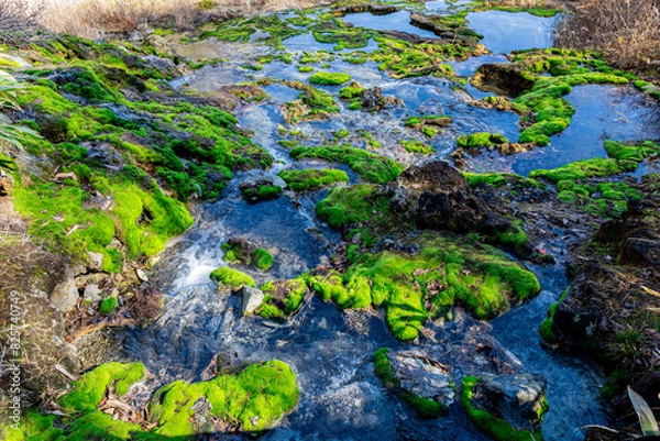 Fototapeta チャツボミゴケ