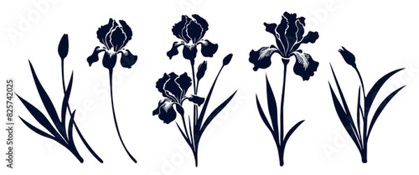 Fototapeta Set of iris flowers with leaves. Flower silhoutte. Vector illustration	