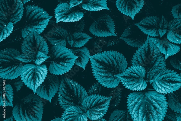 Fototapeta Abstract Green plant leaf for background. White Christmas backdrop for design art work or add text message.