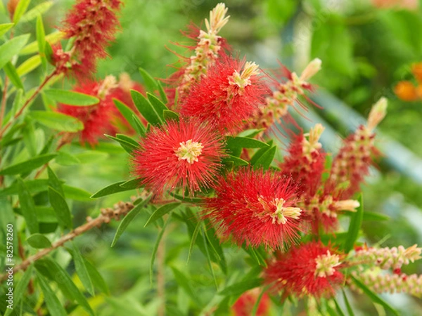 Obraz Callistemon flowers red tree
